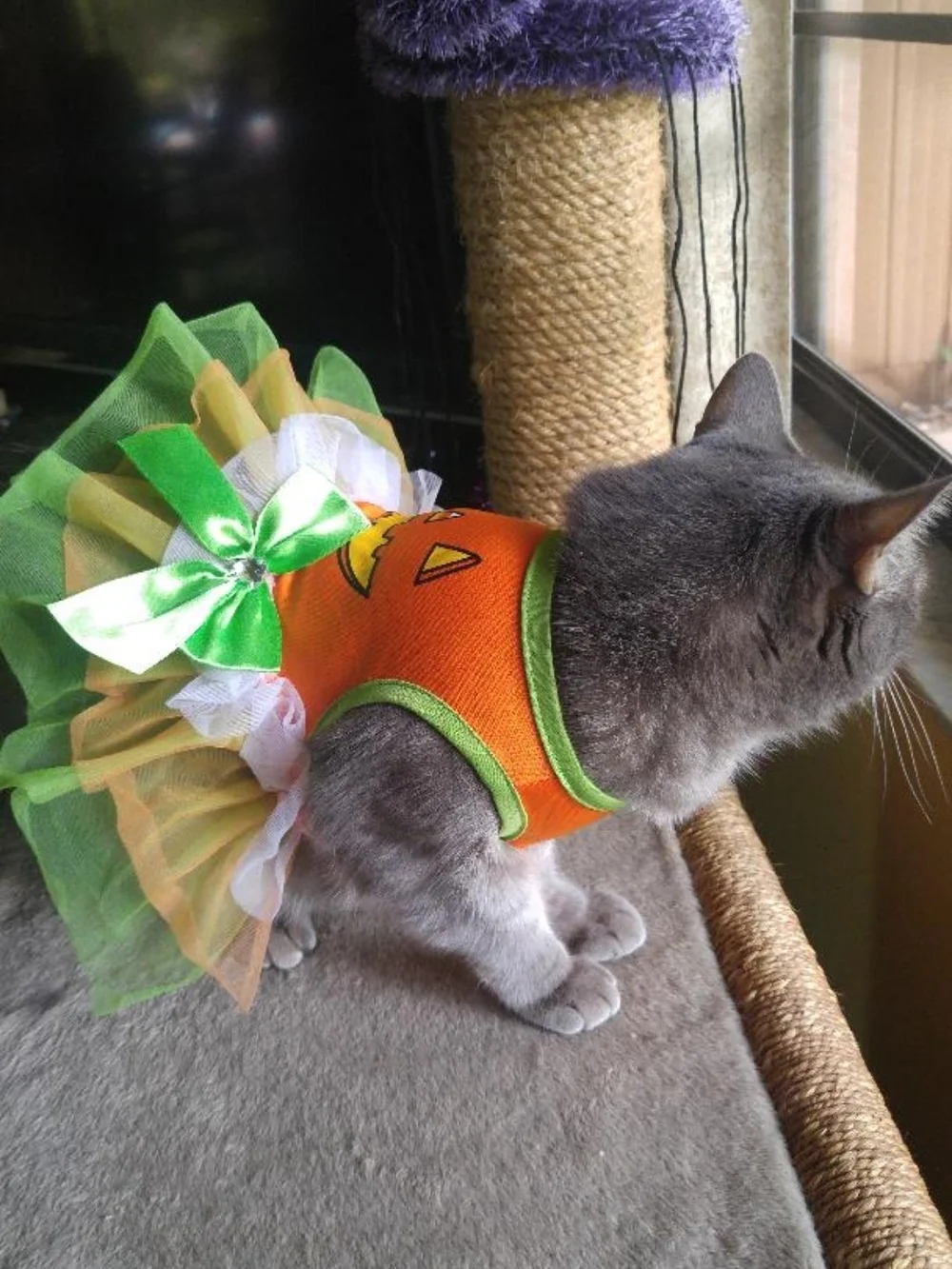 Pet Costume Orange & Green Tutu, Jack-O-Lantern, Jester Collar w/Bells Cat Dog